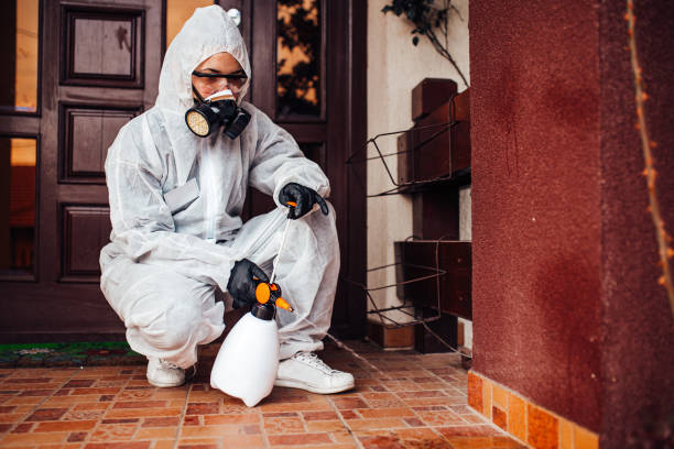 Attic and Crawl Space Rodent Treatment in Mountain Green