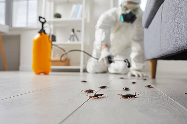 Commercial Rodent Management in Mountain Green